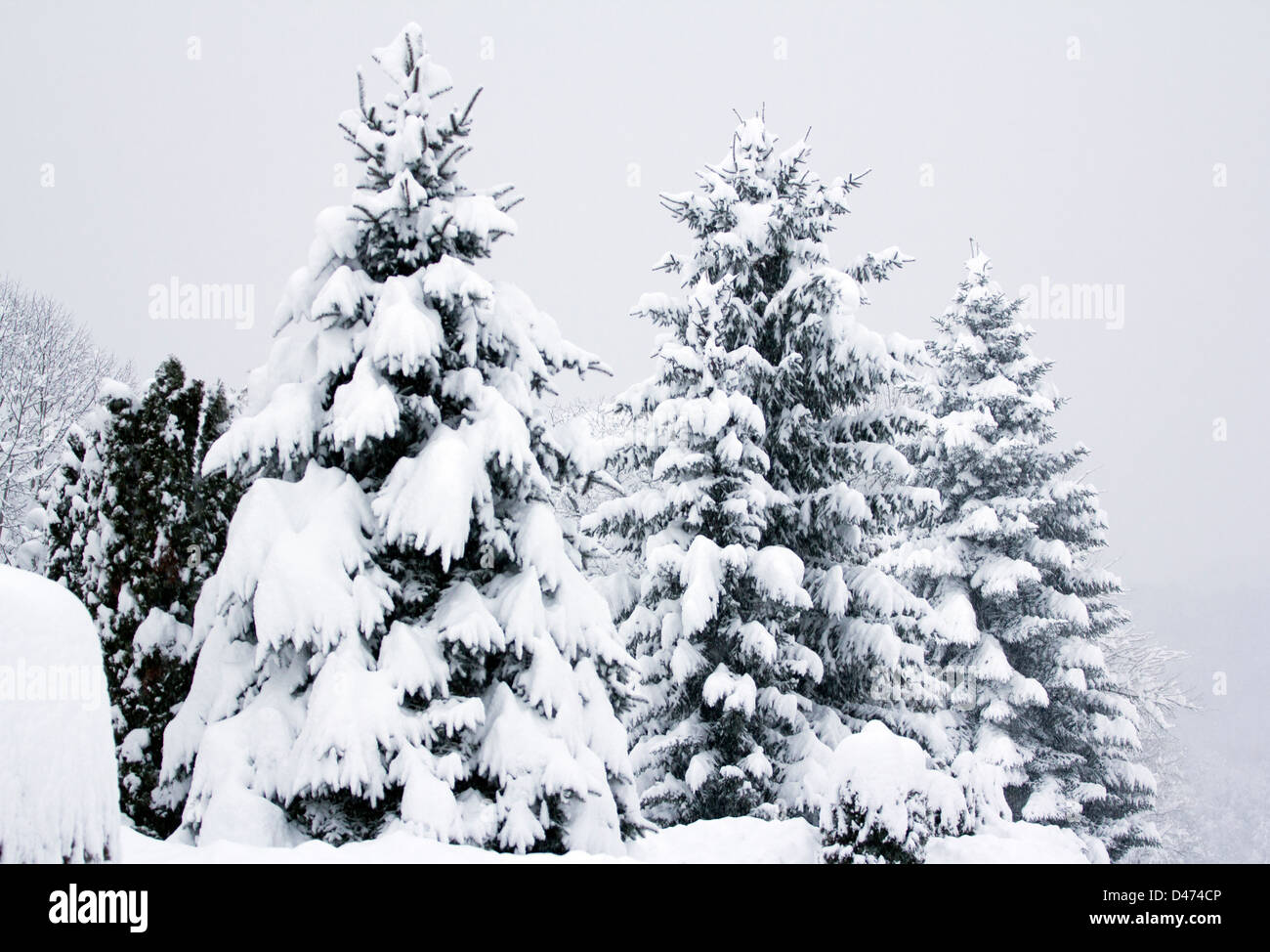 Tall spruce trees covered with snow. Stock Photo
