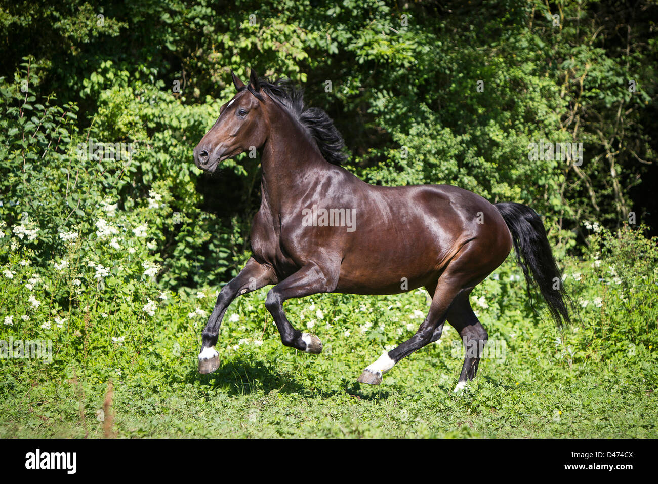 Hackney Horse. Bay mare galloping on a meadow Stock Photo