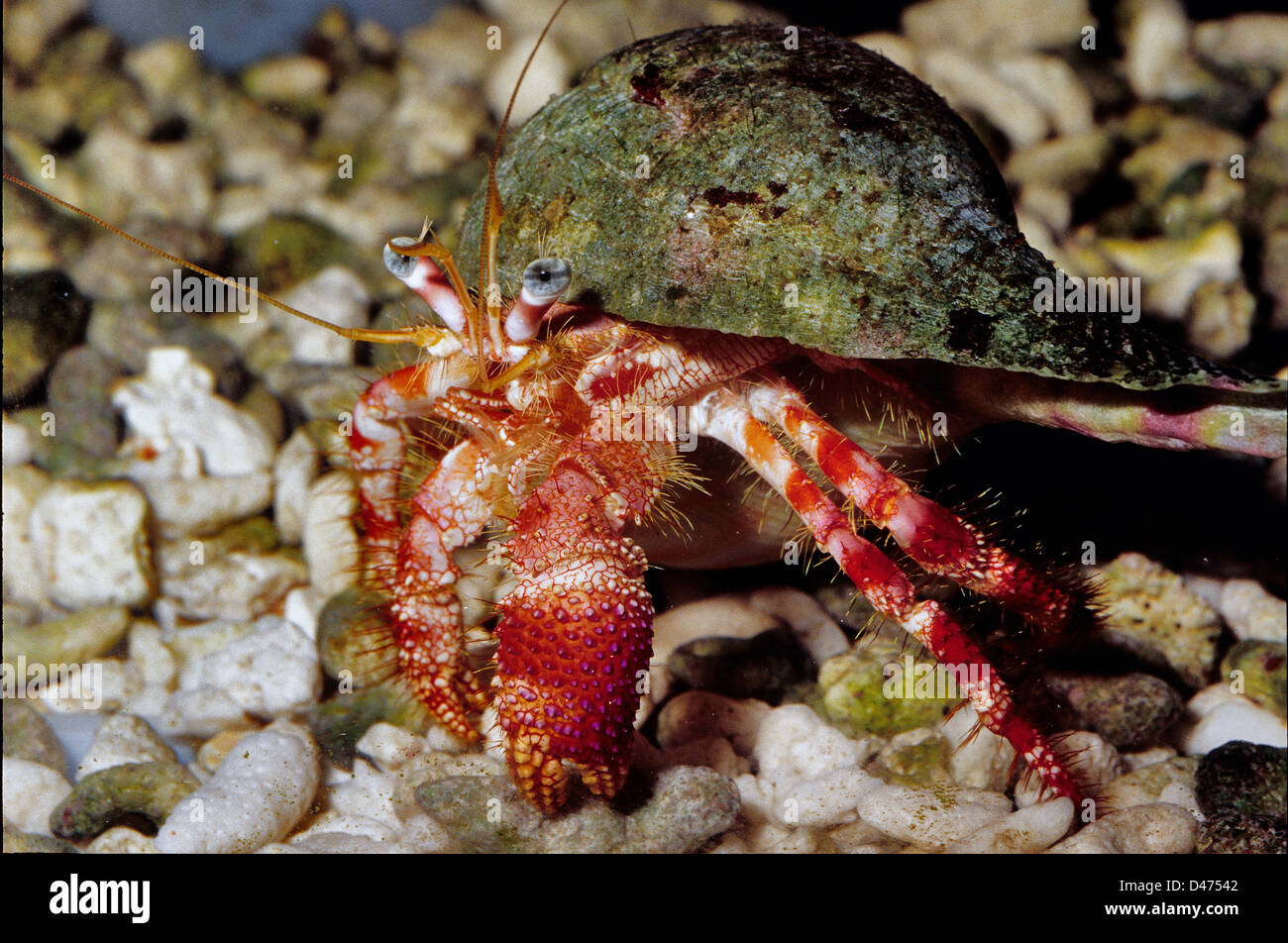 Stareye Hermit Crab,  Dardanus venosus, Caribbean, Bahamas, Florida Stock Photo
