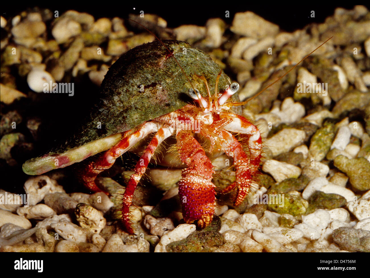Stareye Hermit Crab,  Dardanus venosus, Caribbean, Bahamas, Florida Stock Photo