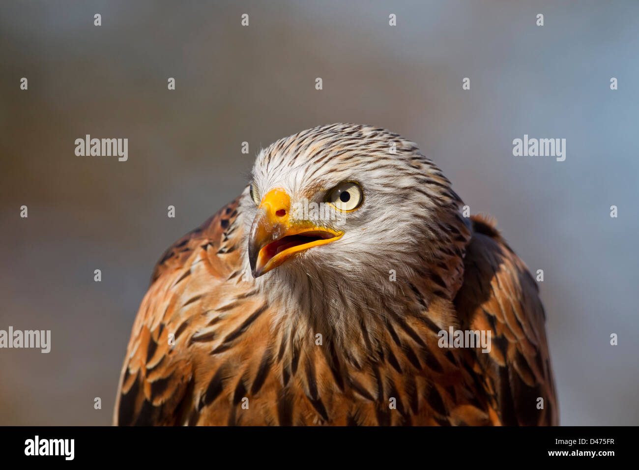 Very Close Up Bird Hi res Stock Photography And Images Alamy