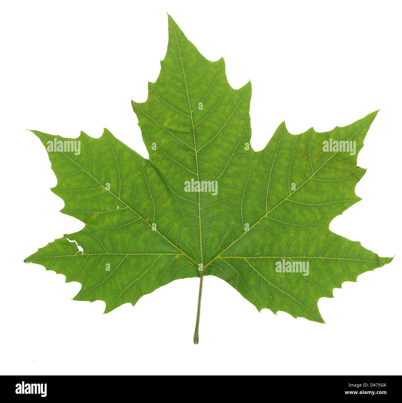 Green Leaf Stock Photo - Download Image Now - Leaf, Cut Out, Green Color -  iStock