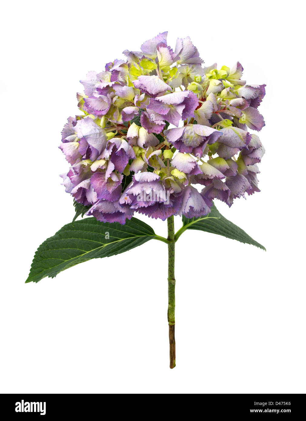 Front shot of purple and yellow flowers cut out white background Stock Photo