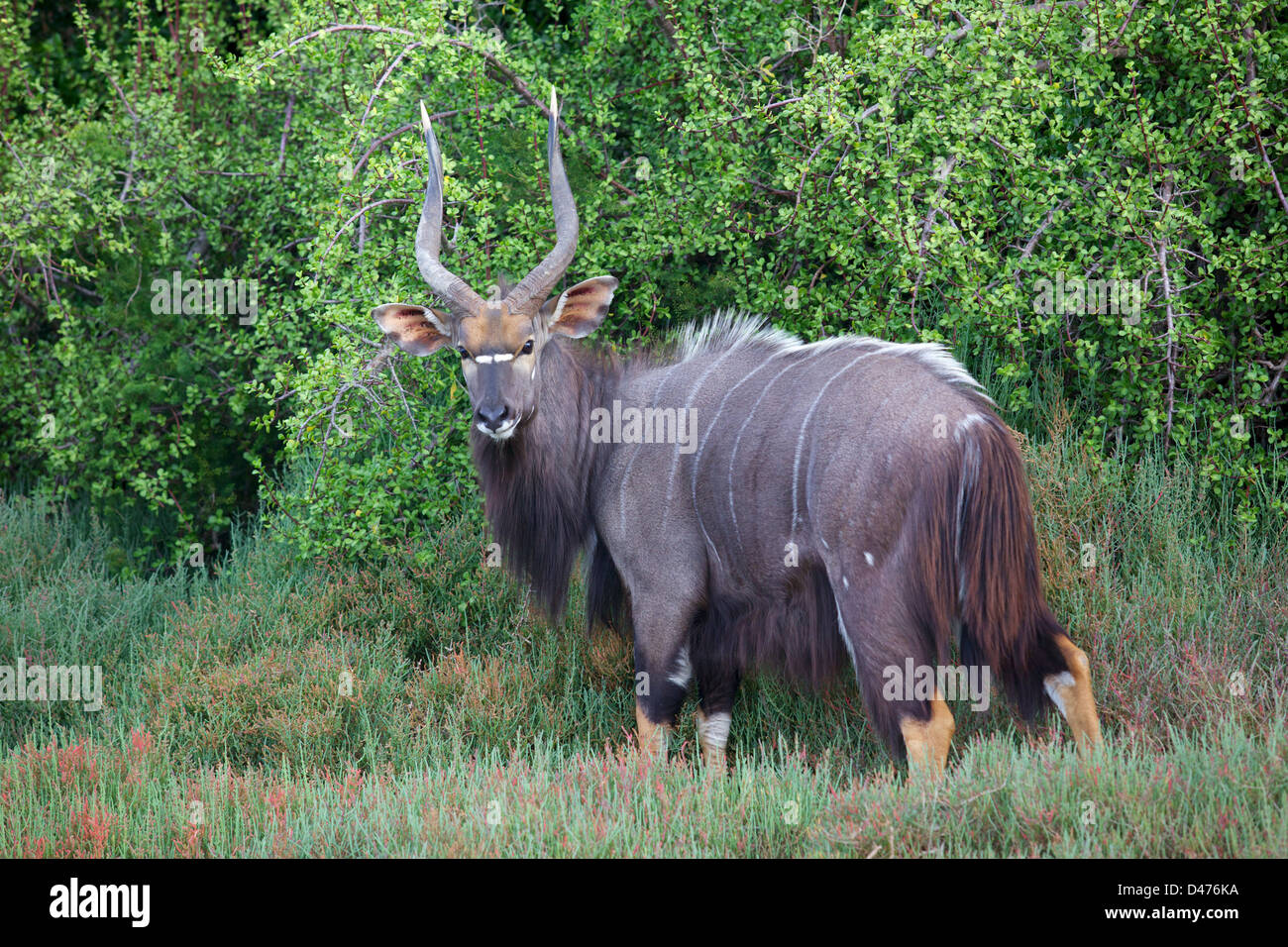 A magnificent male nyala browsing alongside the Kariega River in the Eastern Cape, South Africa. Stock Photo