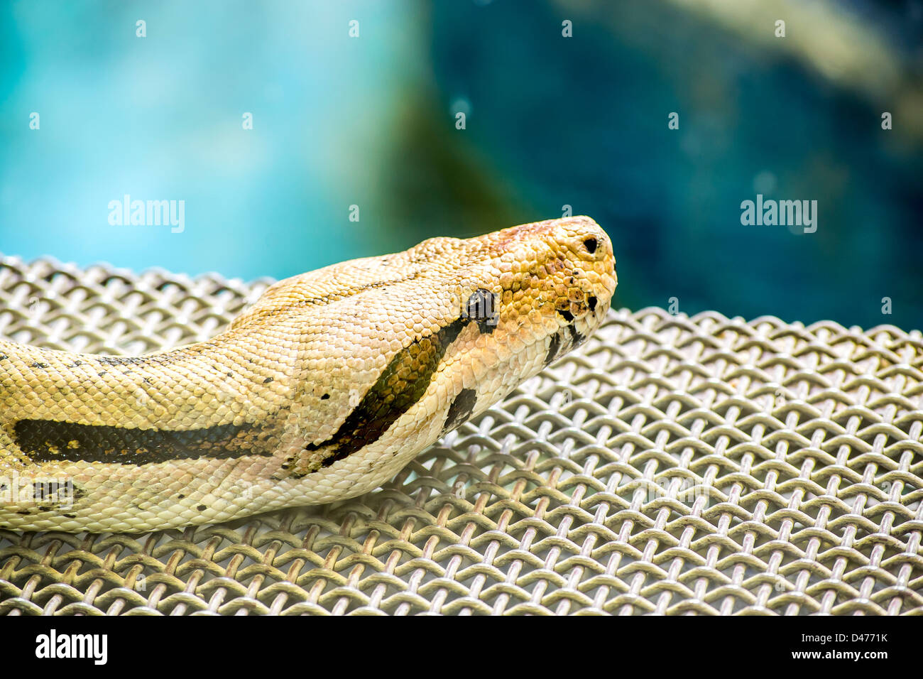 Boa Constrictor Stock Photo