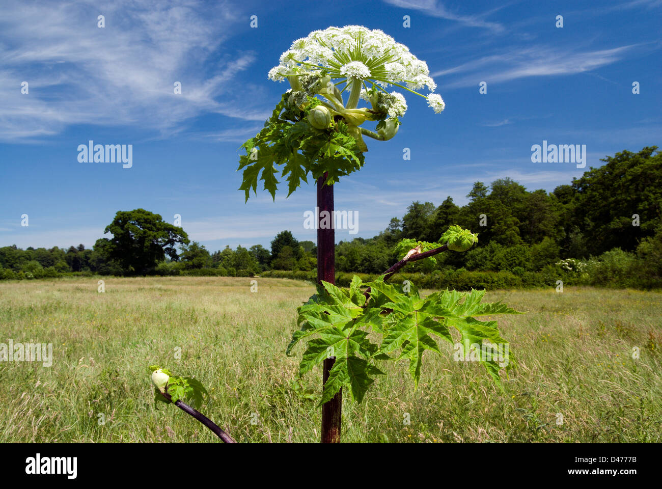 giant hogweed Heracleum mantegazzianum near clytha estate usk valley walk monmouthshire wales Stock Photo