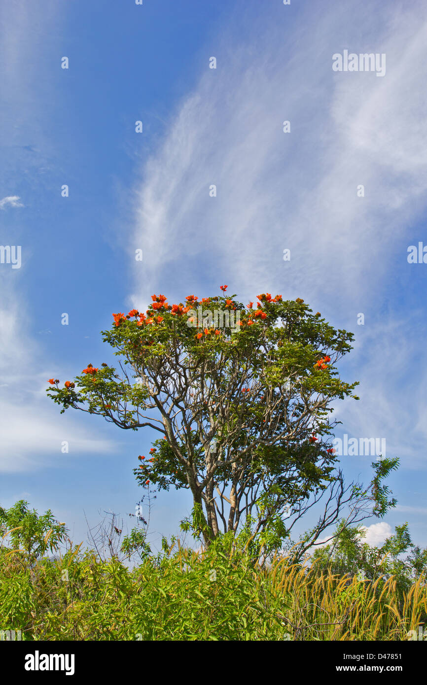 AFRICAN TULIP [Spathodea ] TREE IN FLOWER WITH A BLUE SKY Stock Photo ...