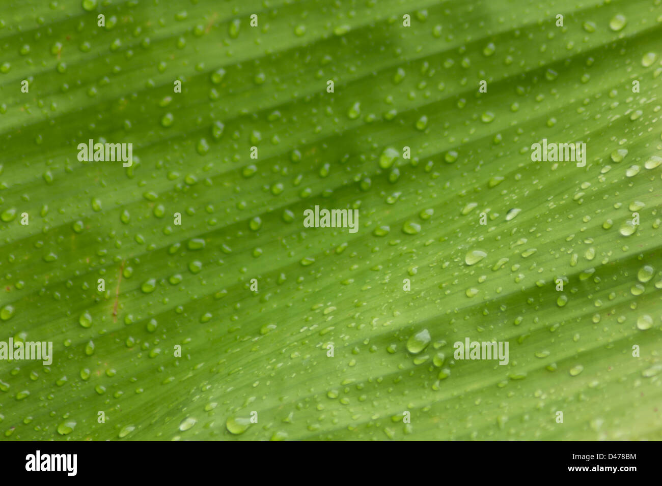 Abstract shot of banana leaf after the rain Stock Photo