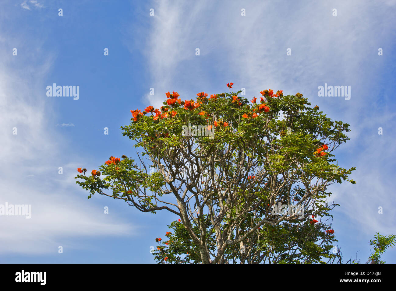 AFRICAN TULIP TREE [Spathodea ]  IN FLOWER AGAINST A BLUE SKY AND FINE WHITE CLOUDS Stock Photo