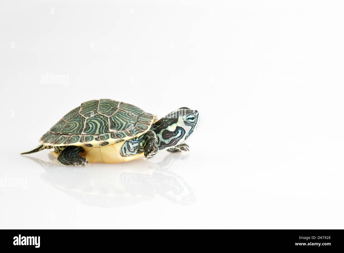 Turtle on white background Stock Photo - Alamy