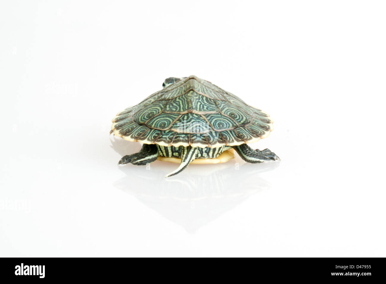 Turtle on white background Stock Photo - Alamy