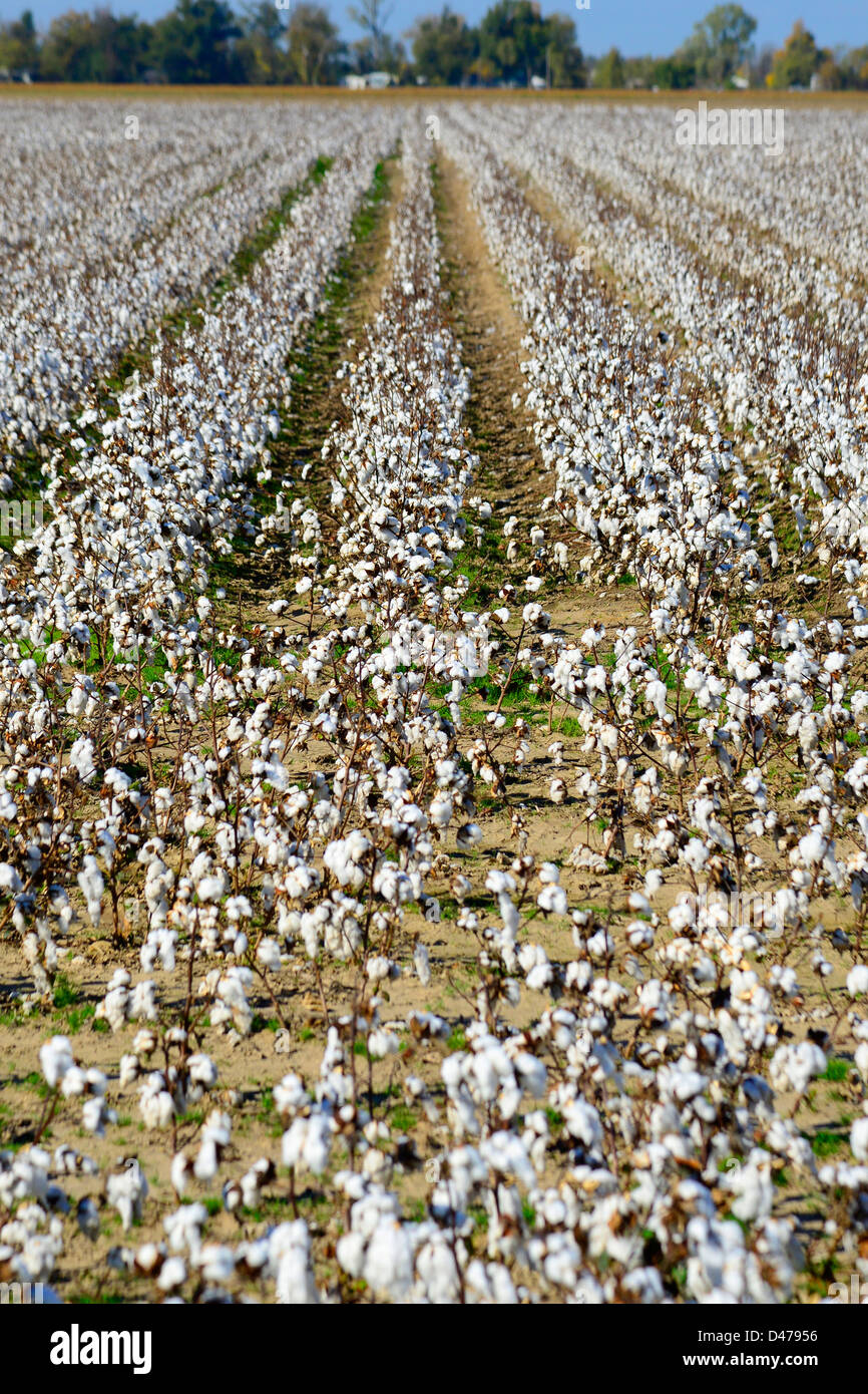 Cotton Field Ready for Harvesting Mississippi Stock Photo Alamy