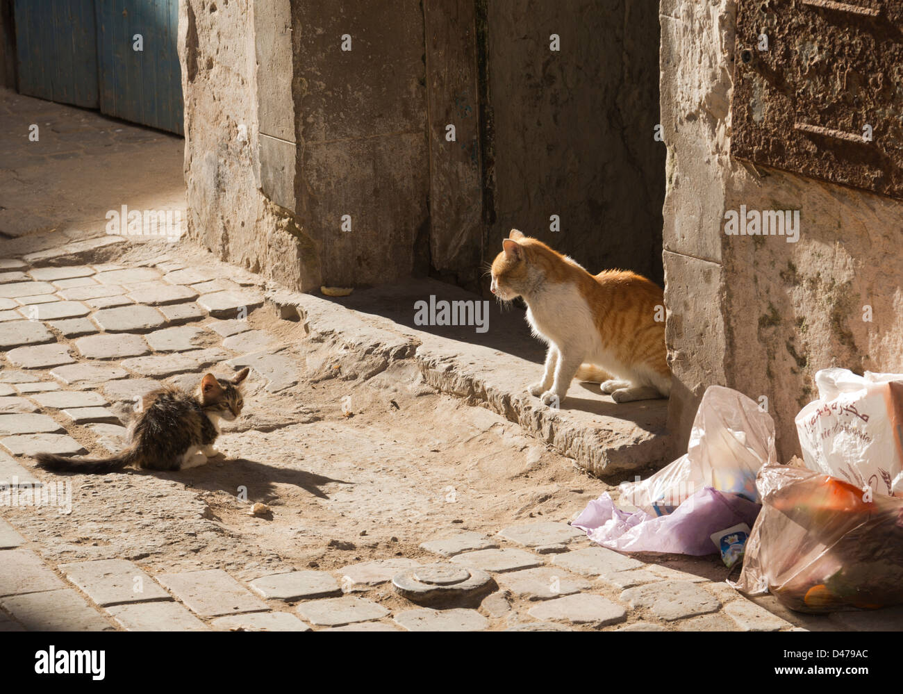 One kitten and a cat at an entrance to an alleyway Stock Photo