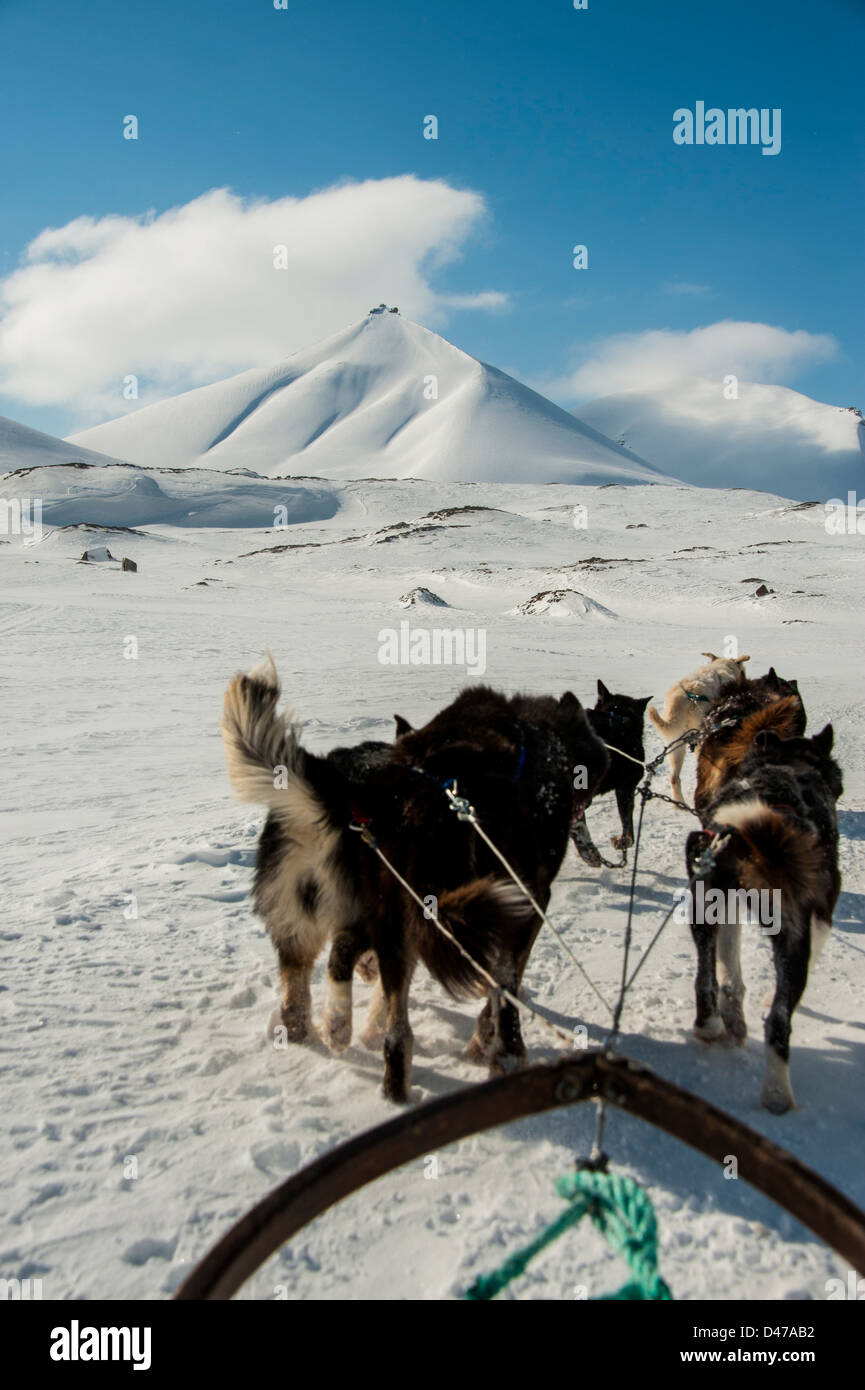 Team of Huskies pulling a sled in the snow in May on Spitsbergen Stock Photo