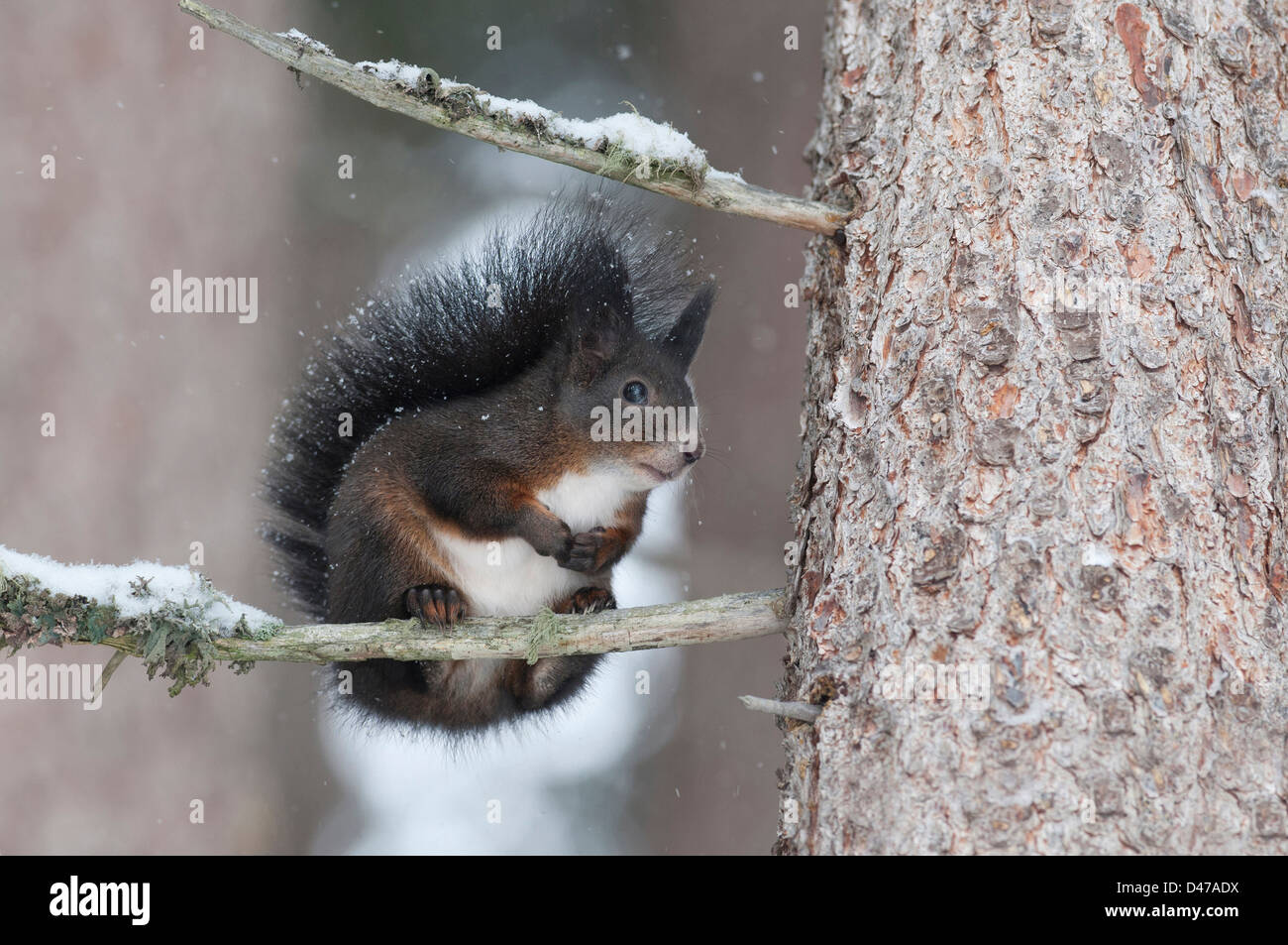 Europaeisches Eichhoernchen (Sciurus vulgaris) im Winterfell auf einem verschneiten Zweig. Innsbruck Land, Oesterreich  Red Squi Stock Photo