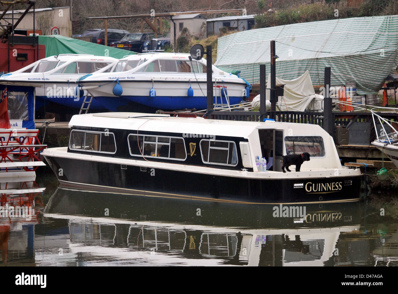 A narrow boat on the River Medway in Maidstone in Guinness livery Stock Photo Alamy
