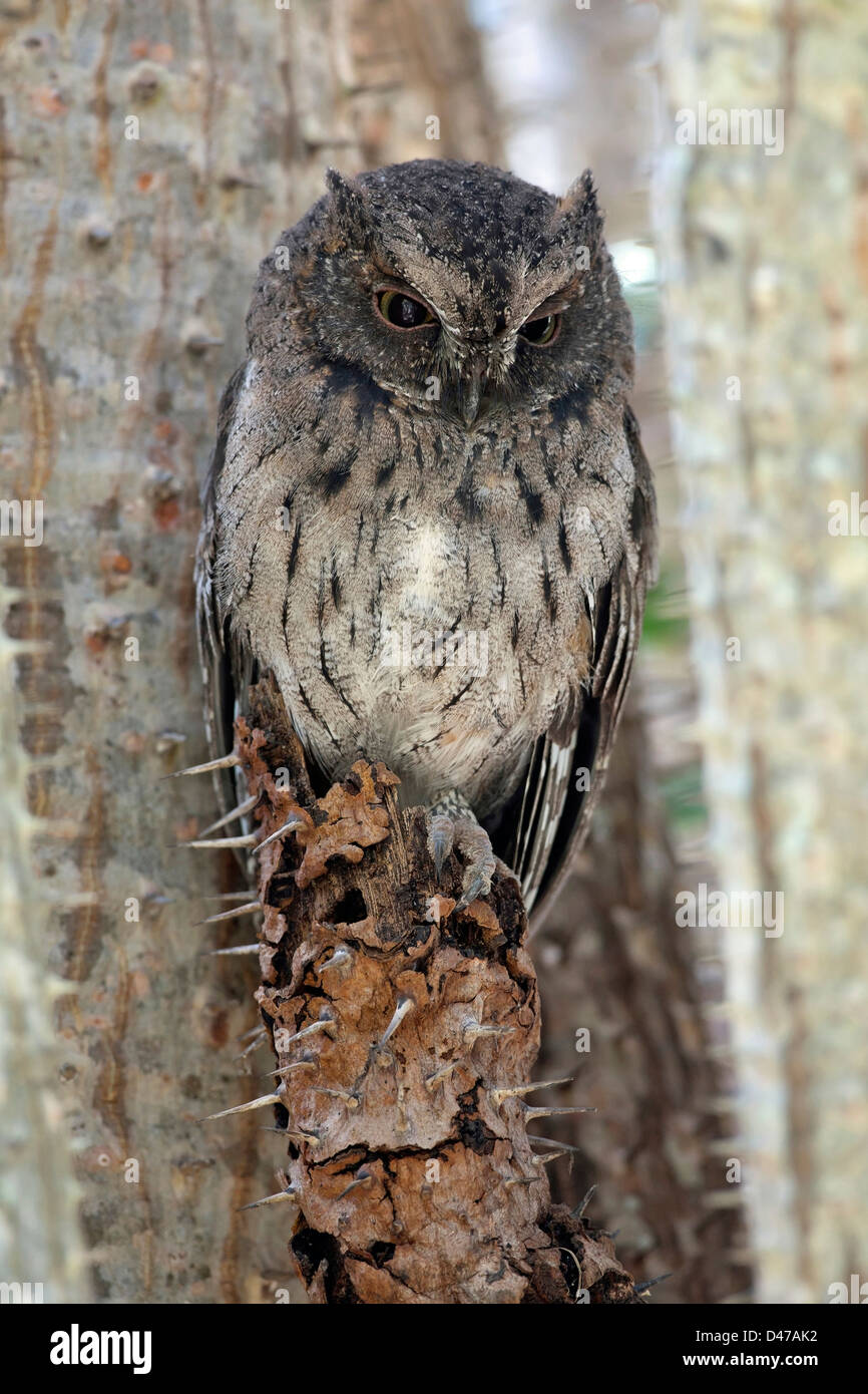 Rainforest Scops Owl (Otus rutilus), adult perched on a thorny plant Stock Photo
