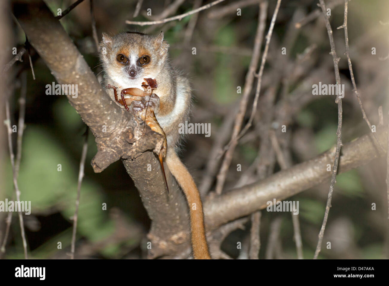 Mouse Eating Insect Stock Photos Amp Mouse Eating Insect
