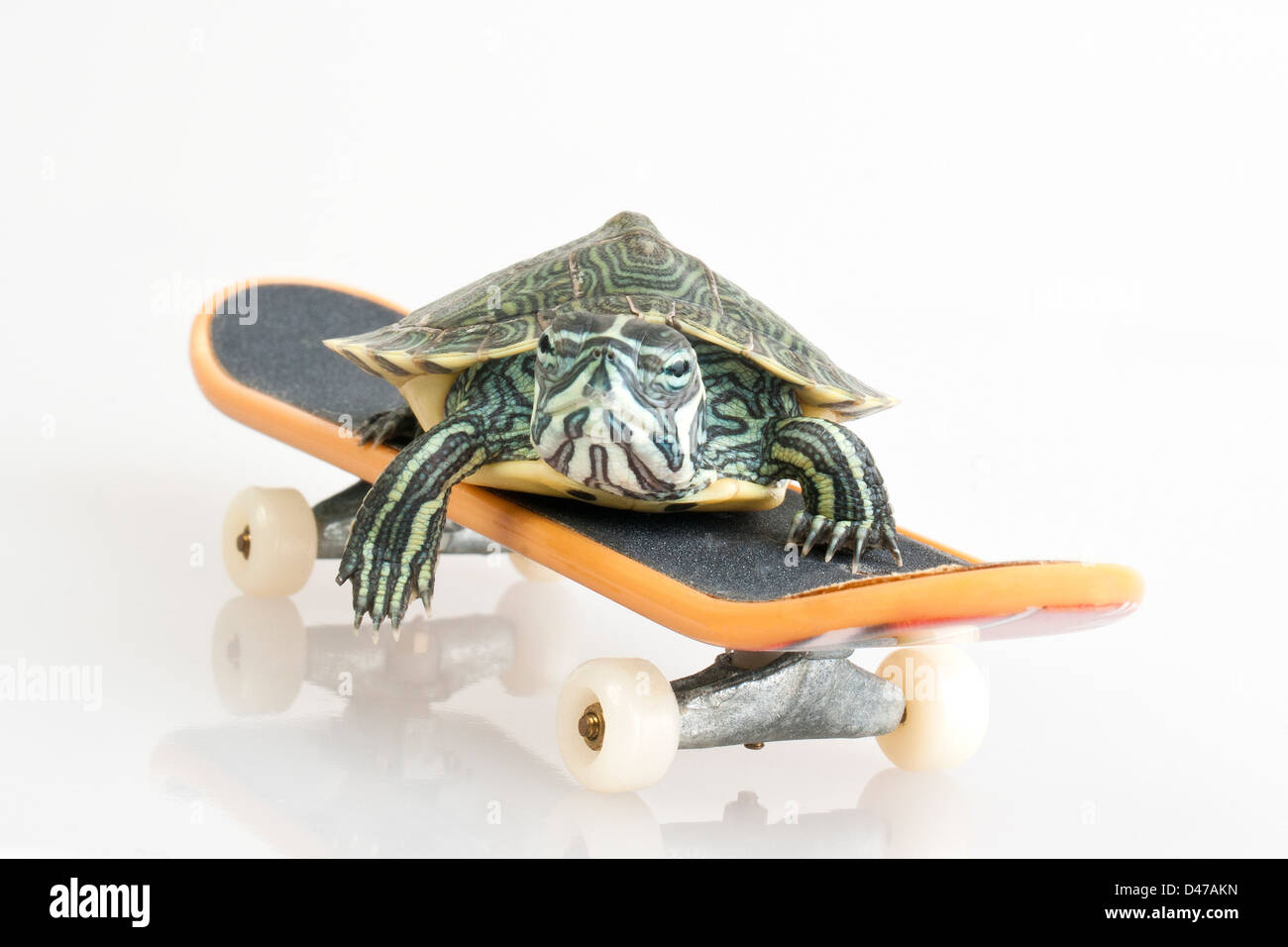Turtle on skateboard hi-res stock photography and images - Alamy
