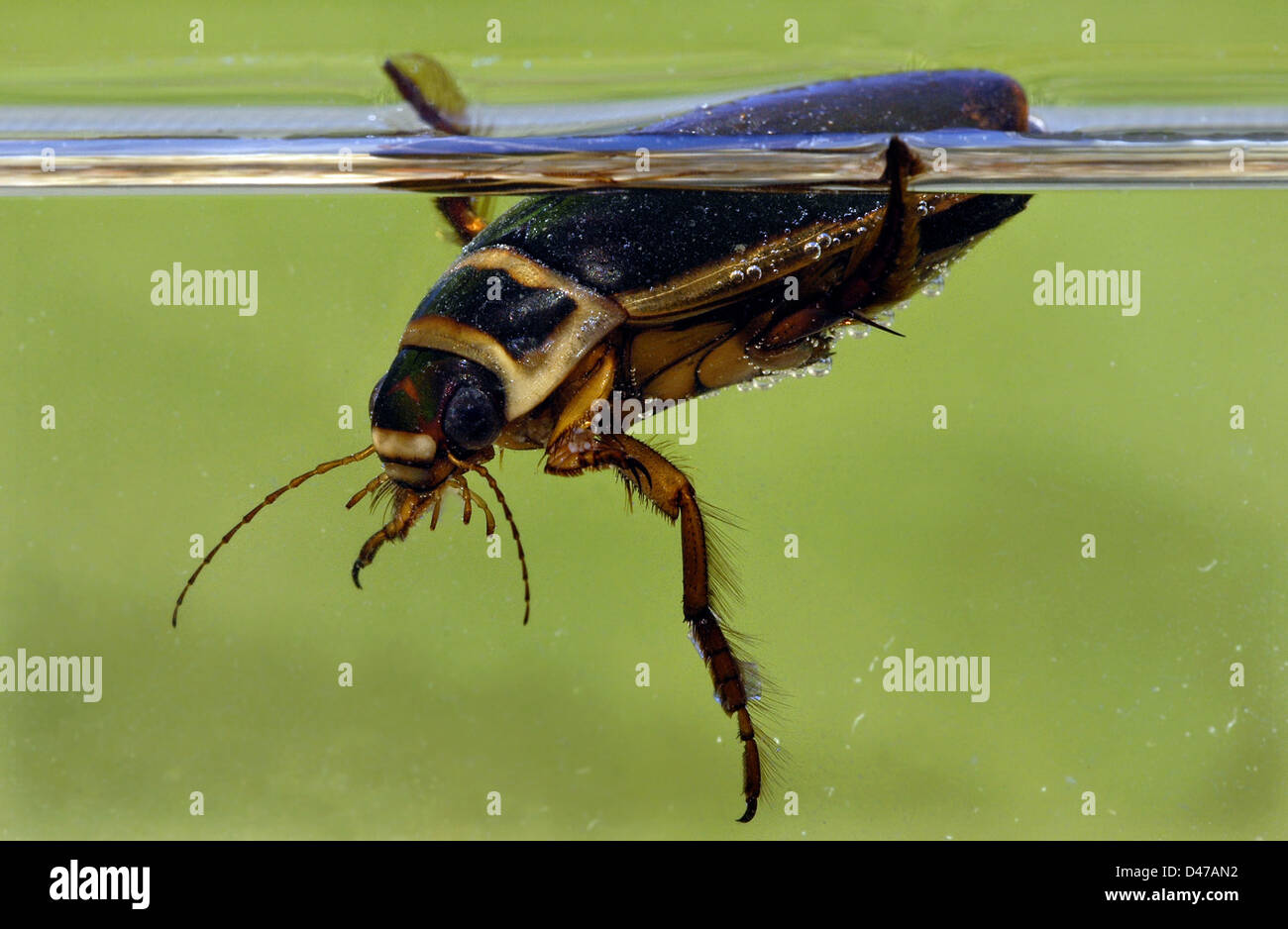 Great Diving Beetle (Dytiscus marginalis), male at the waters surface Stock Photo