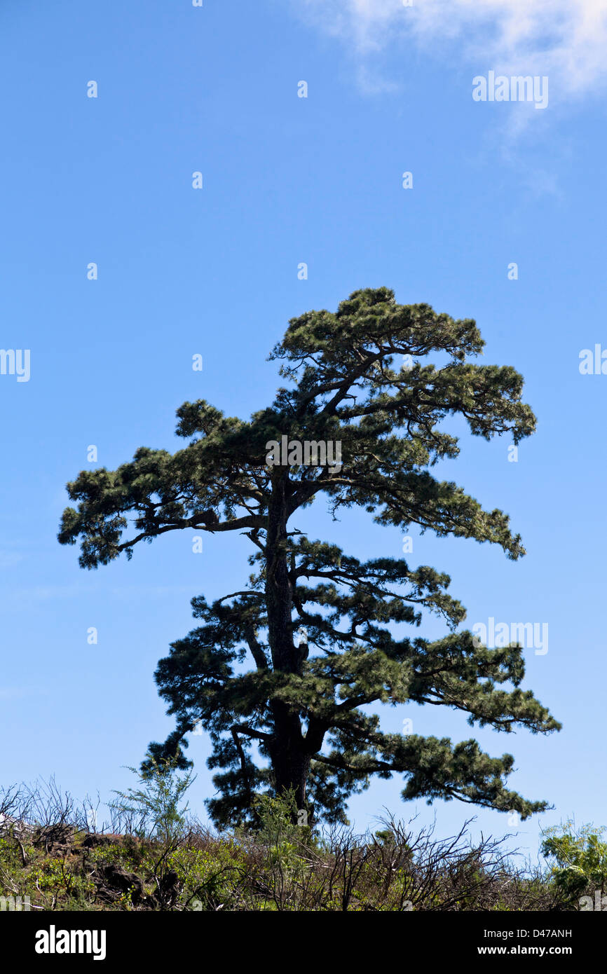 Pinus canariensis, pine tree in Santiago del Teide, Tenerife, Canary Islands, Spain, Stock Photo