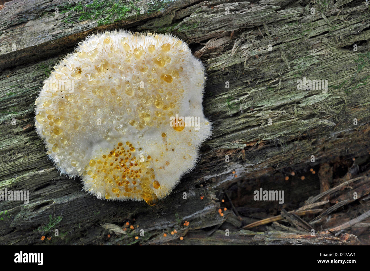 Fungus Ptychogaster (Ptychogaster fuliginoides), fruit body Stock Photo