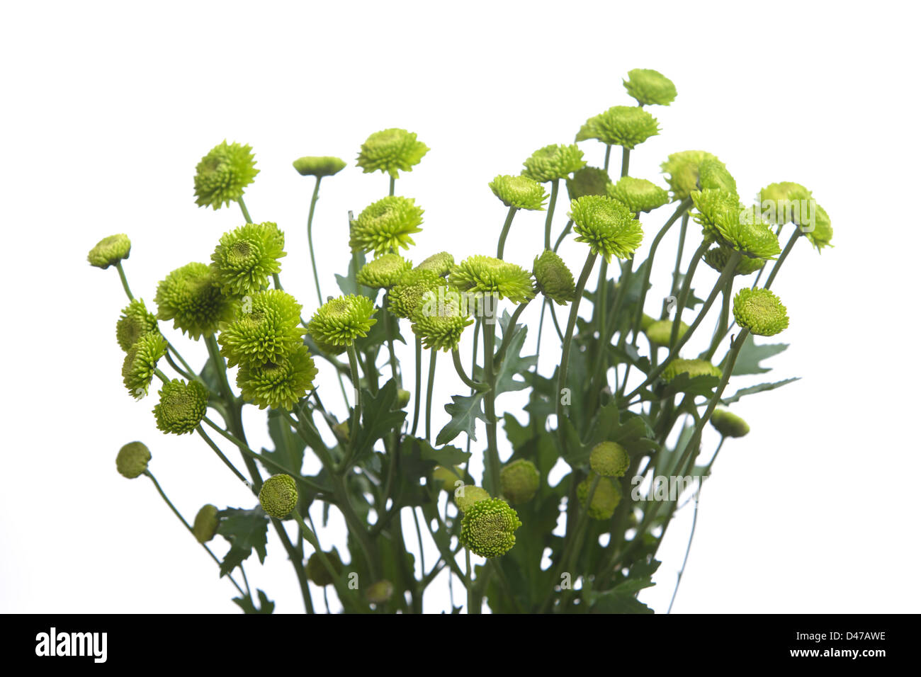 Green flowers isolated on white in the studio Stock Photo - Alamy