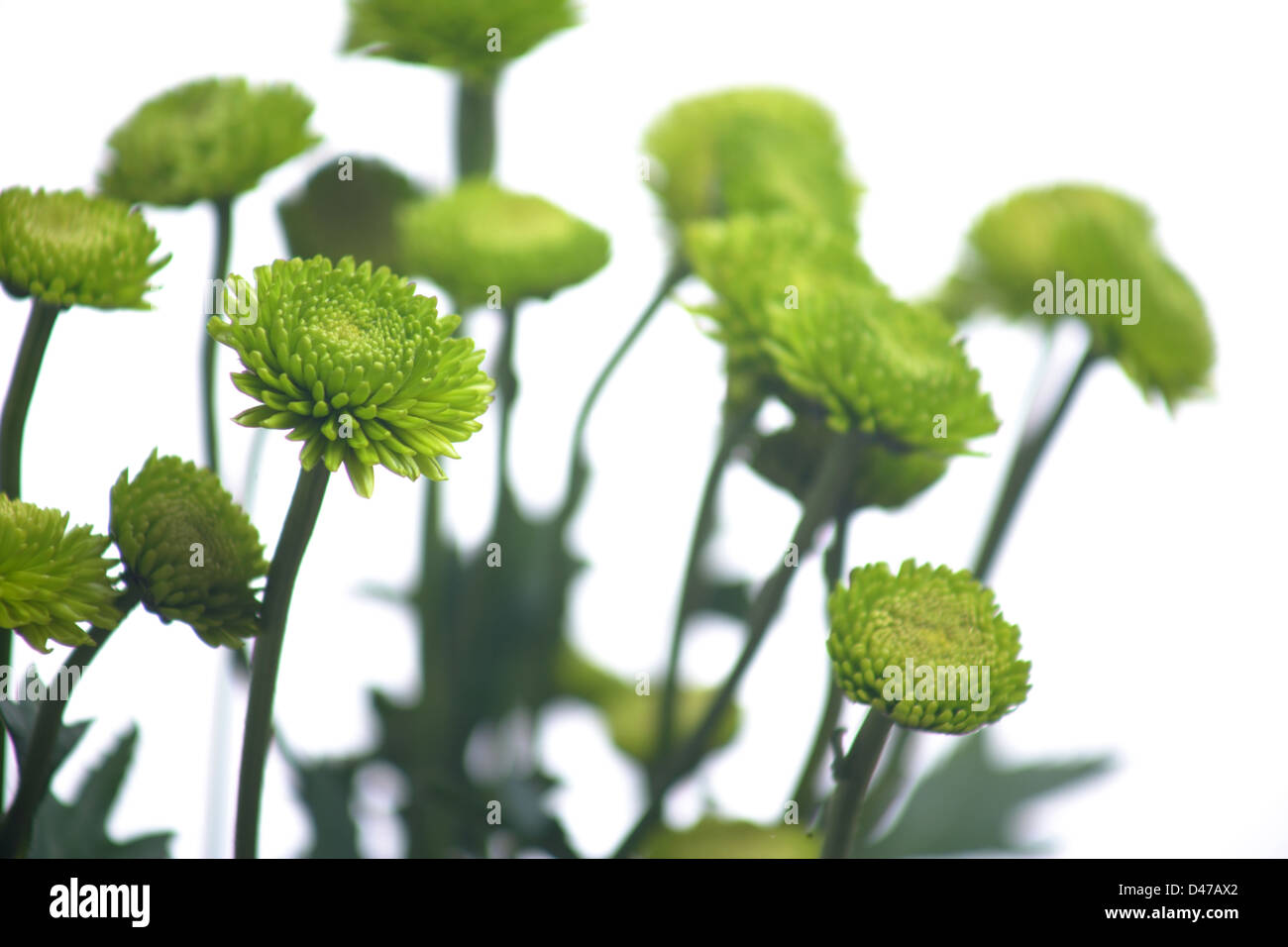 Green flowers isolated on white in the studio Stock Photo - Alamy