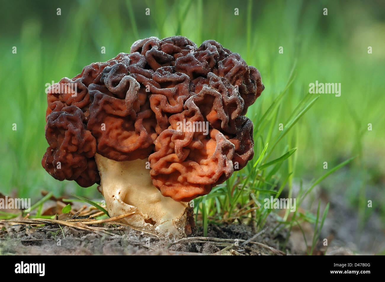 False Morel, Brain Mushroom, Edible Gyromitra (Gyromitra esculenta). Fruit body in grass Stock Photo