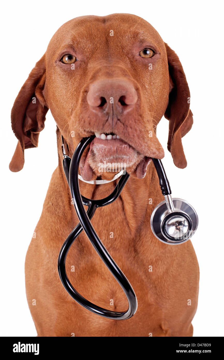 dog holding a stethoscope in mouth isolated on white background Stock Photo