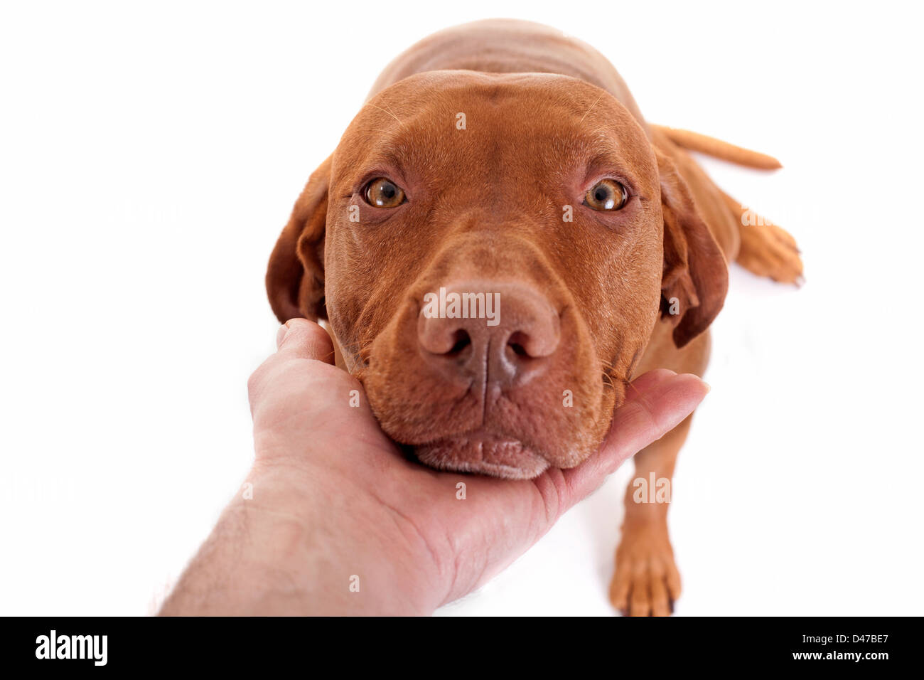dog resting nose in human palm looking up to the person Stock Photo