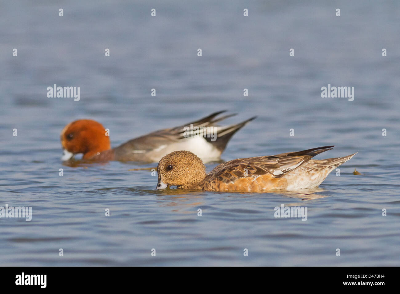 Eurasian Wigeon pair (Anas penelope) feeding Stock Photo