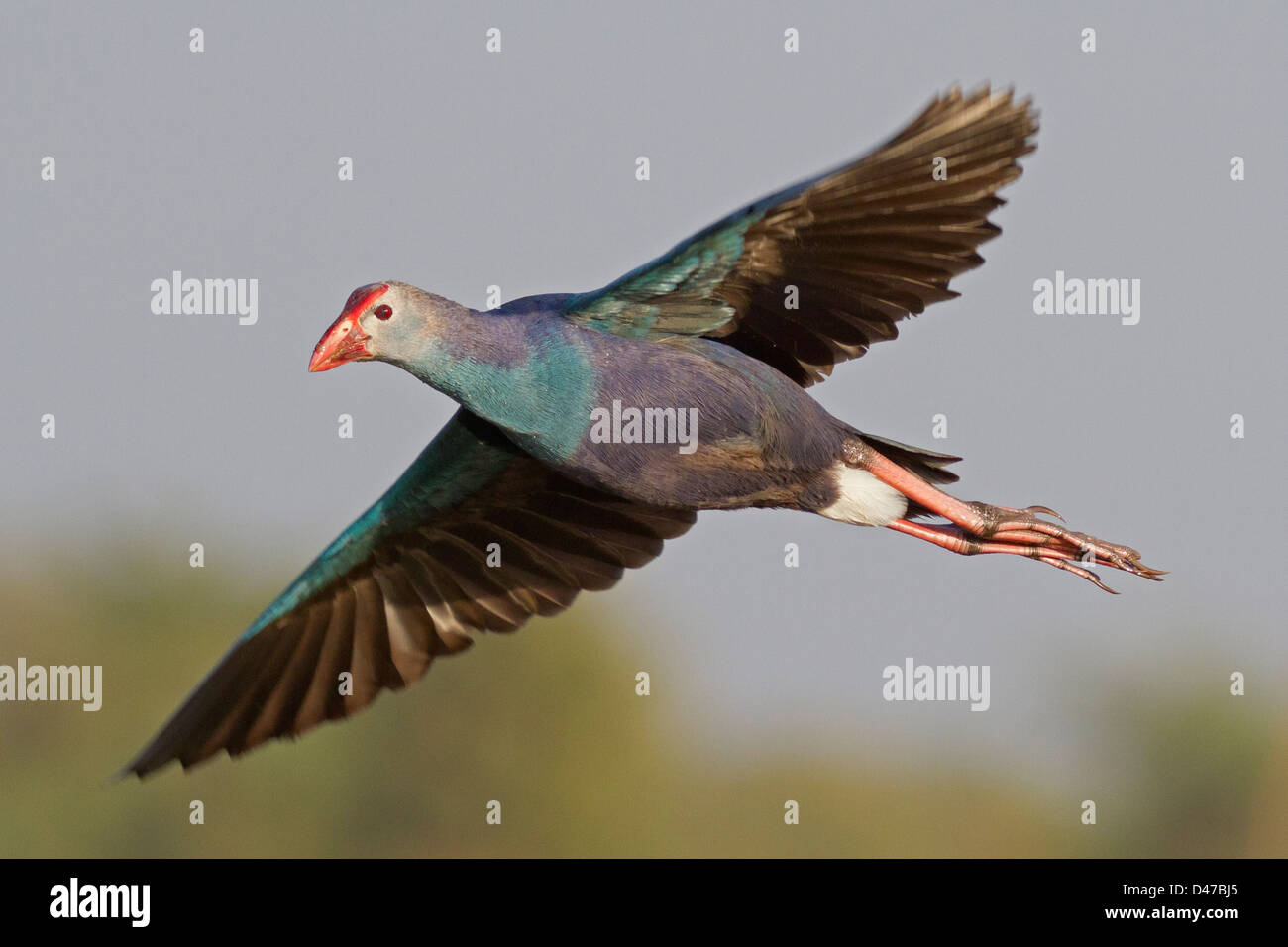 Purple Swamphen or moorhen in flight (Porphyrio porphyrio) Stock Photo