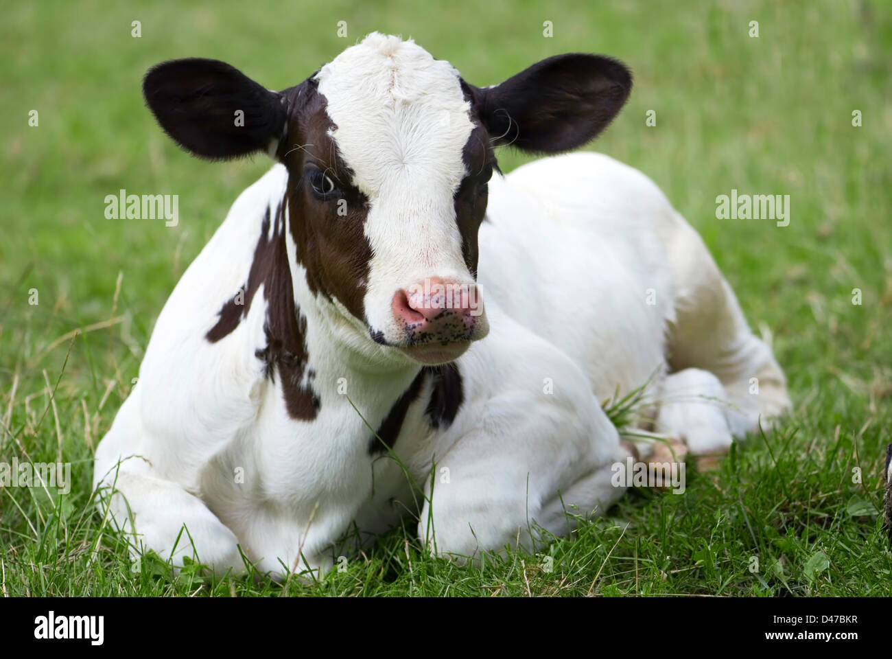 White and brown calf lying in grass Stock Photo