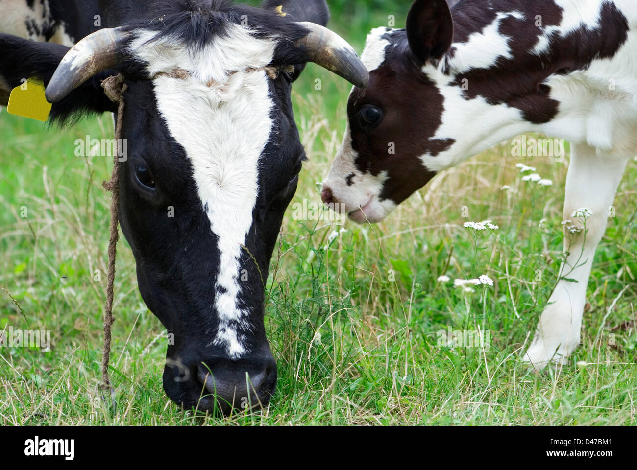 Cow and calf grazing in meadow, close up Stock Photo
