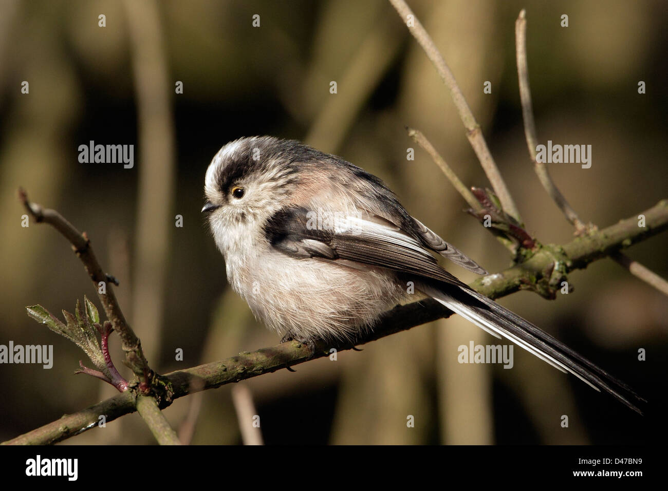 A Long-Tailed Tit (Aegithalos caudatus) perched on a tree branch. Stock Photo