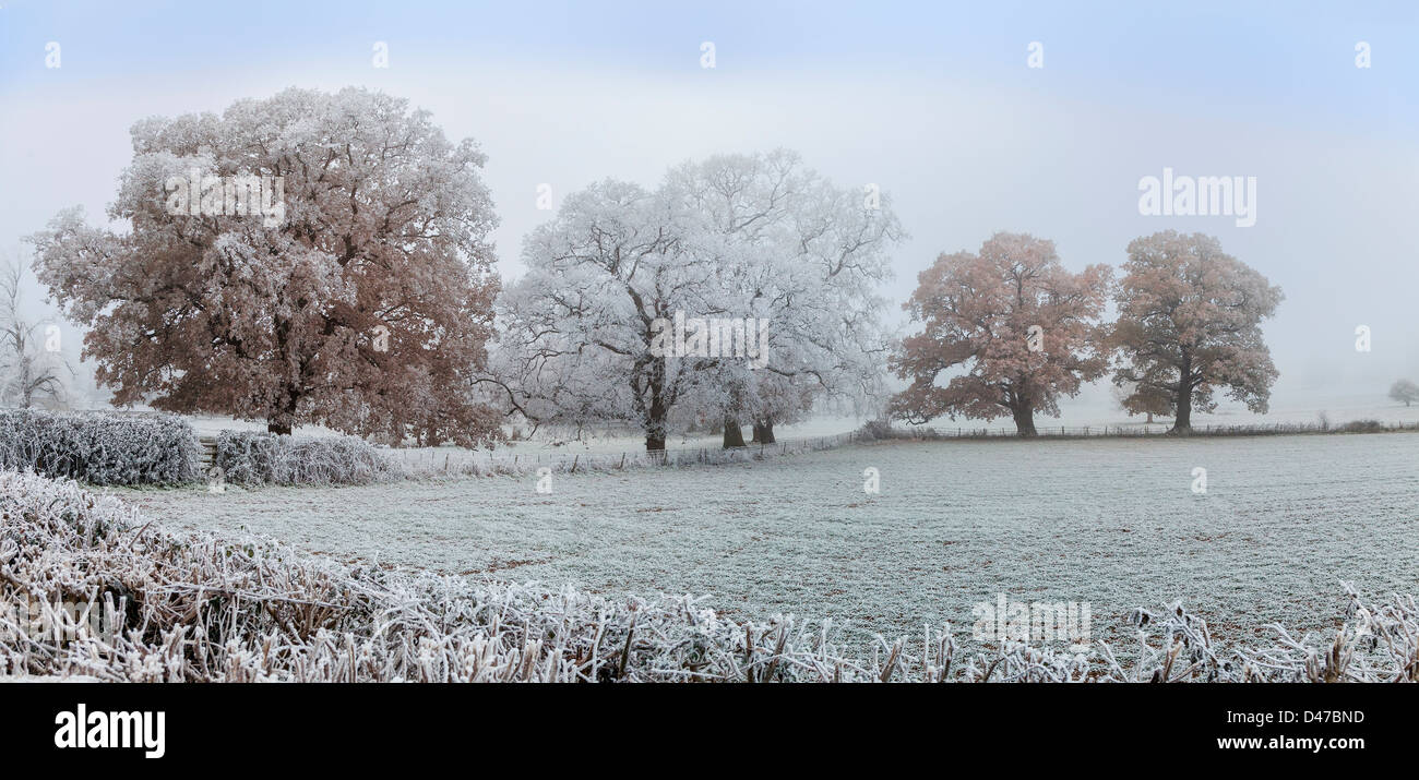 WINTER LANDSCAPE WITH TREES COVERED WITH FROST.UK Stock Photo