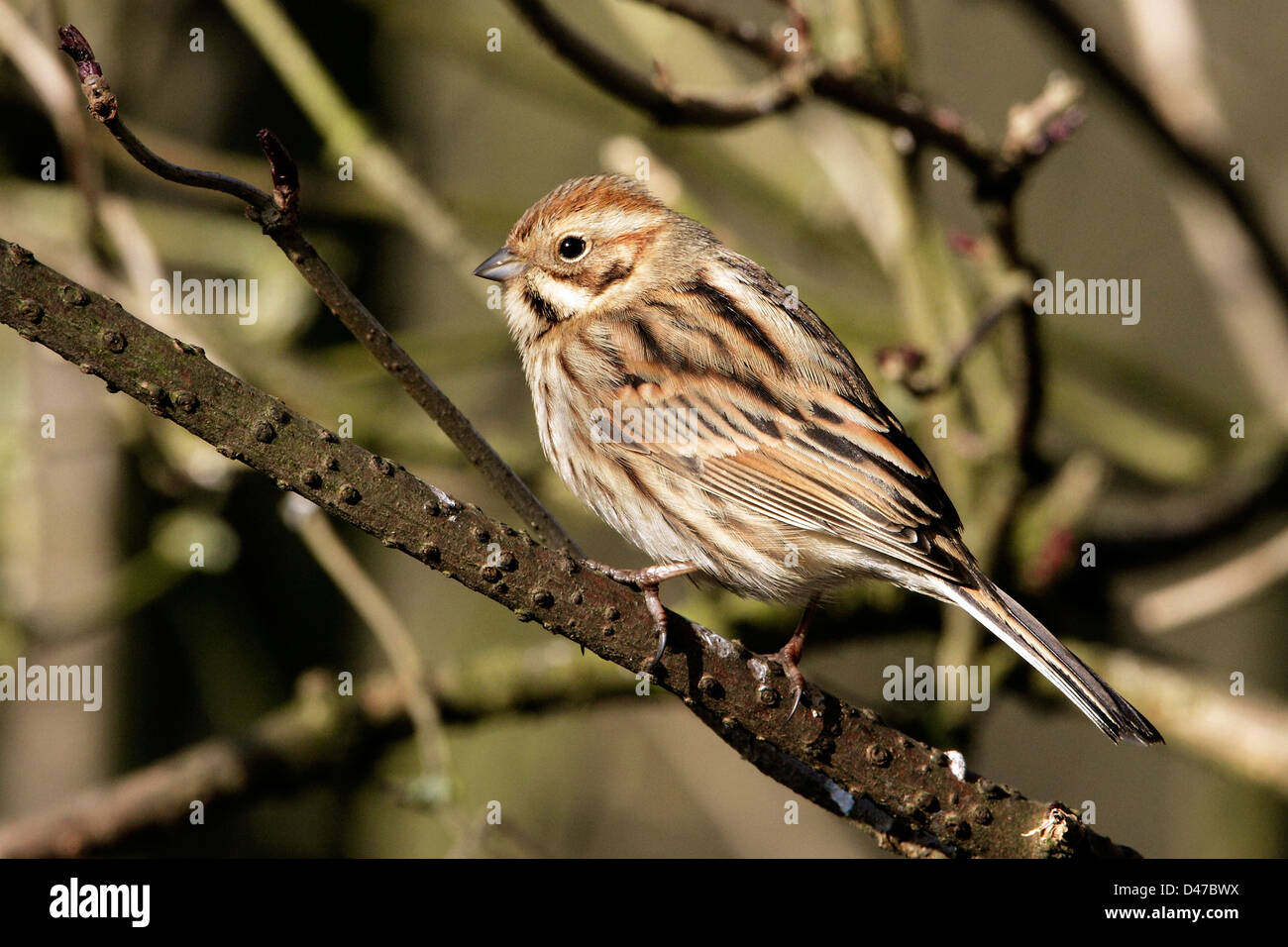 A Female Reed Bunting (Emberiza schoeniclus) perched openly on a tree branch. Stock Photo