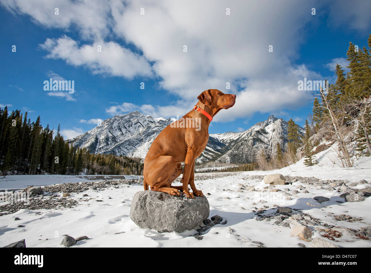 pure breed gold colour dog sitting on the top of a rock in winter setting with mountains ad cloudy skies in the background Stock Photo