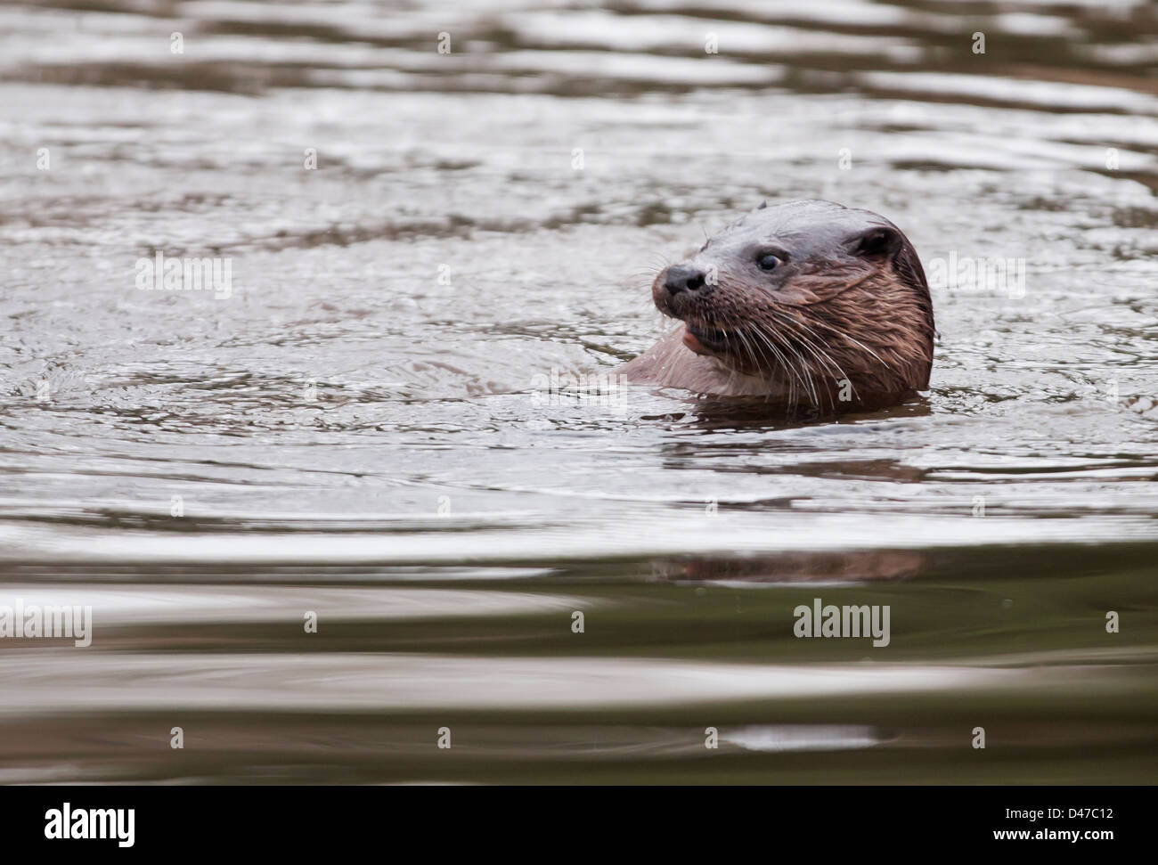 Otters swimming in river hires stock photography and images Alamy