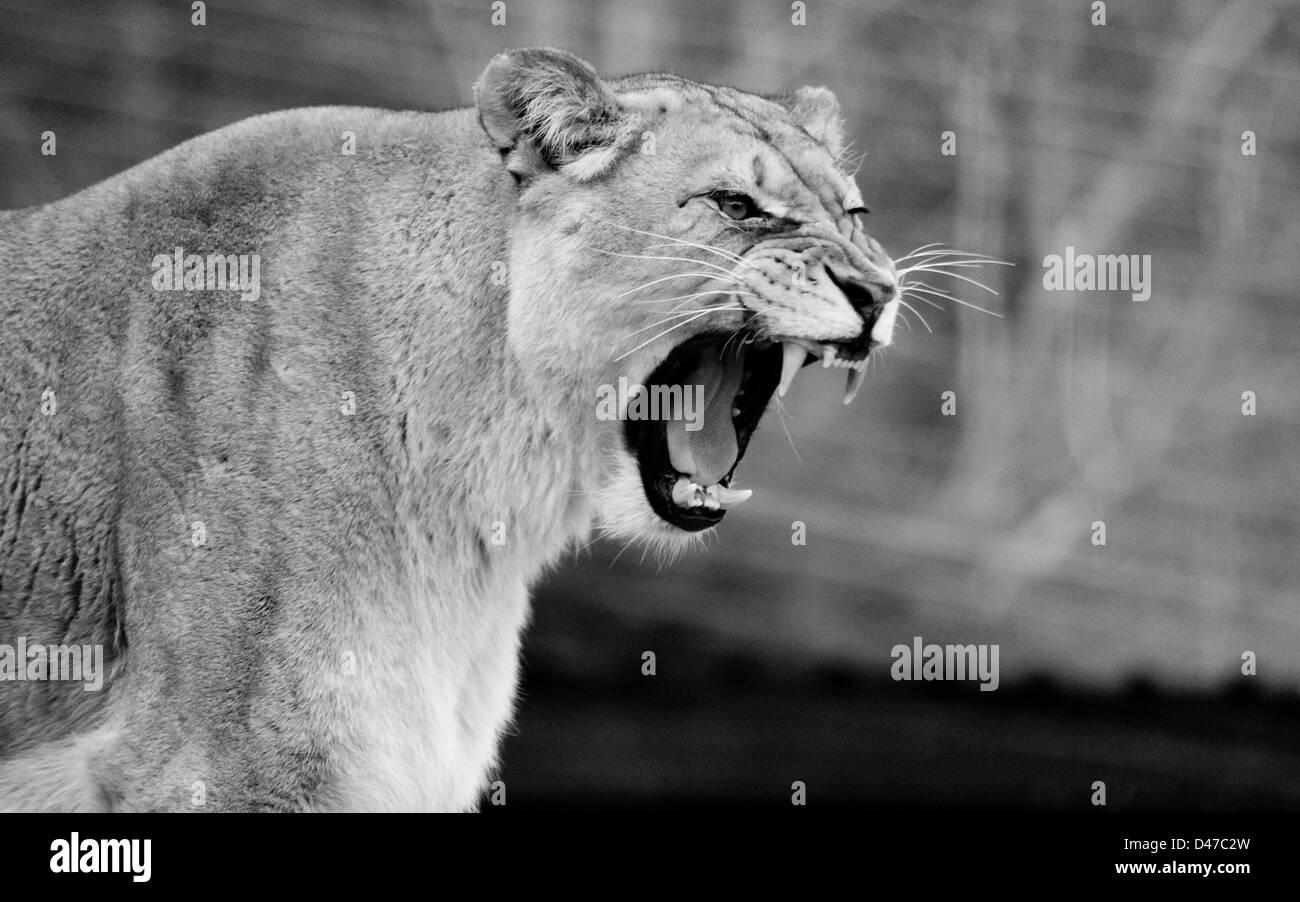 Black and White captive Lioness Stock Photo - Alamy Black and White captive Lioness Stock Photo - Alamy