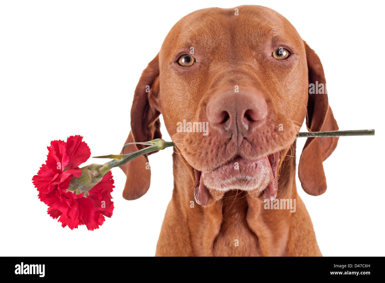 red hunting dog