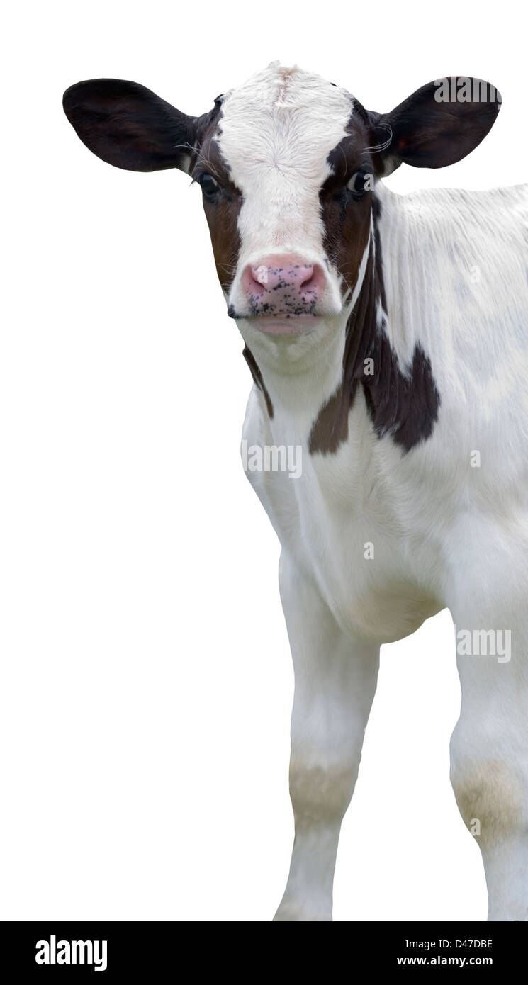 Black and white calf standing against white background Stock Photo