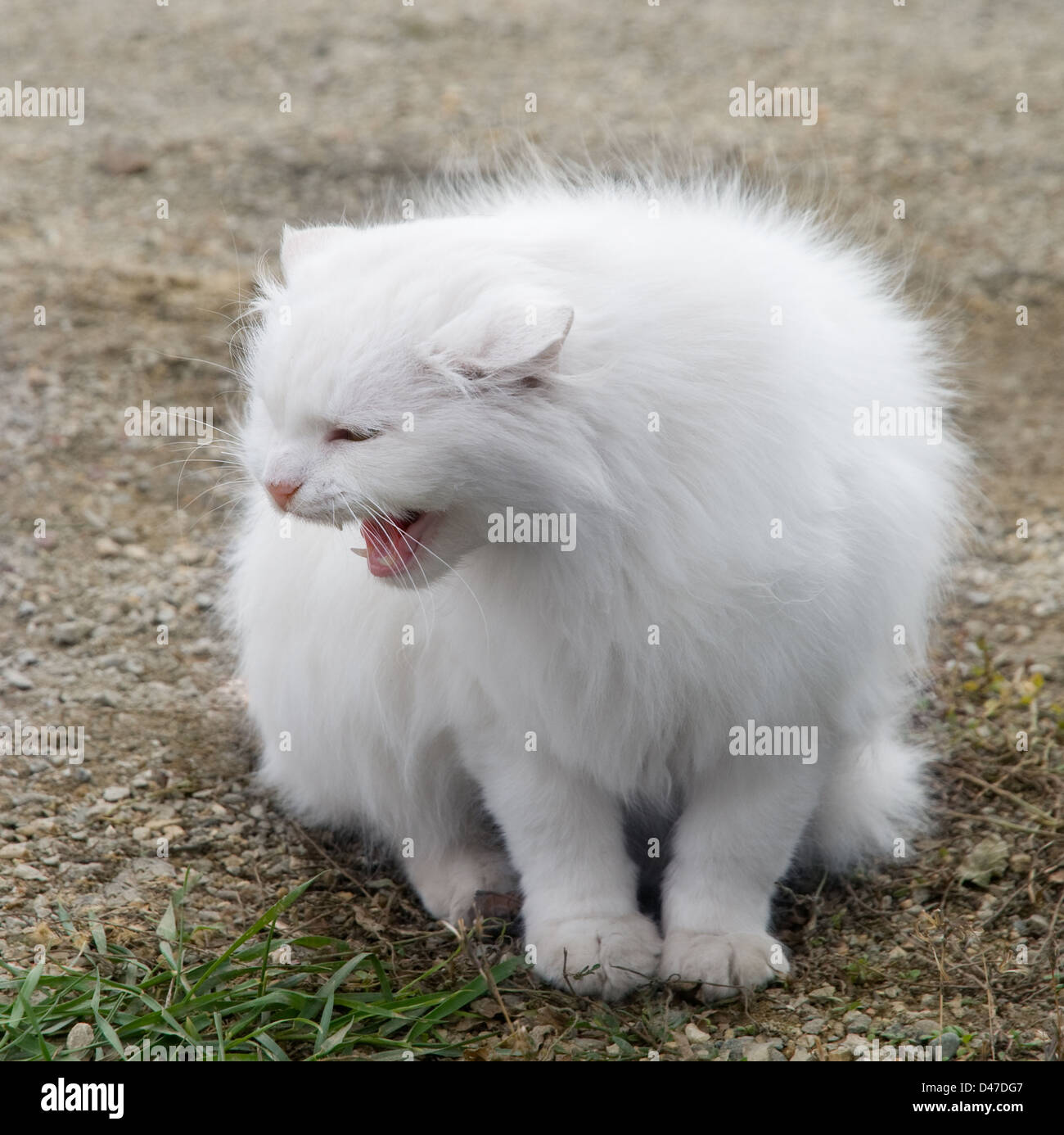 The white fluffy cat is photographed close-up Stock Photo