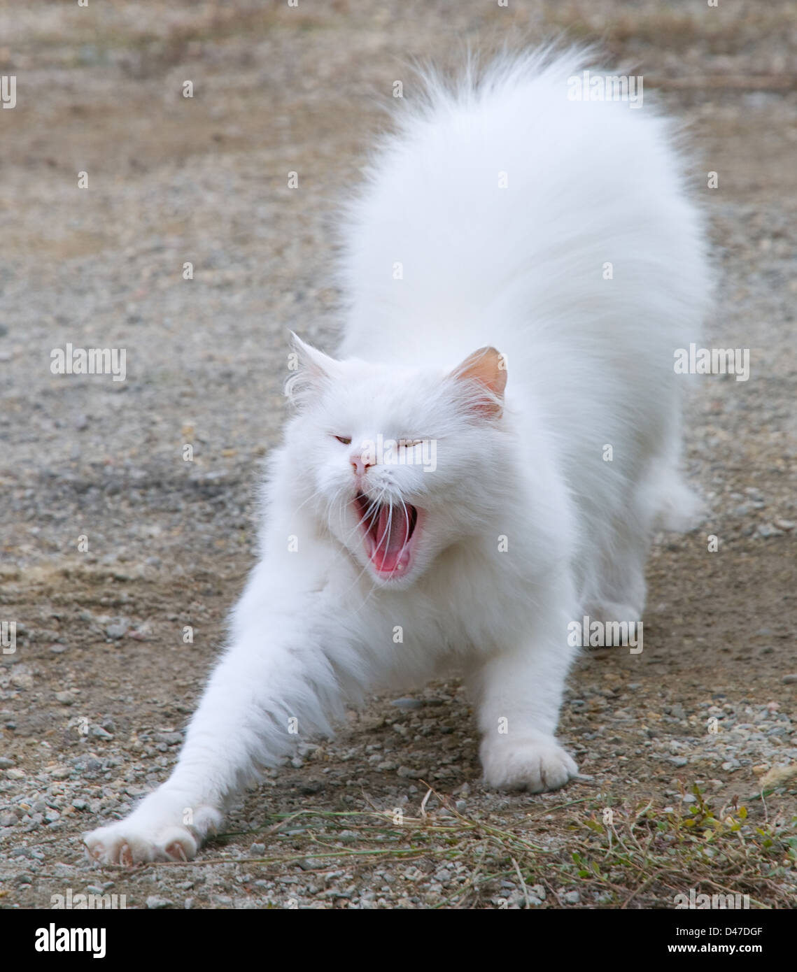 White fluffy cat is photographed during time a yawn Stock Photo