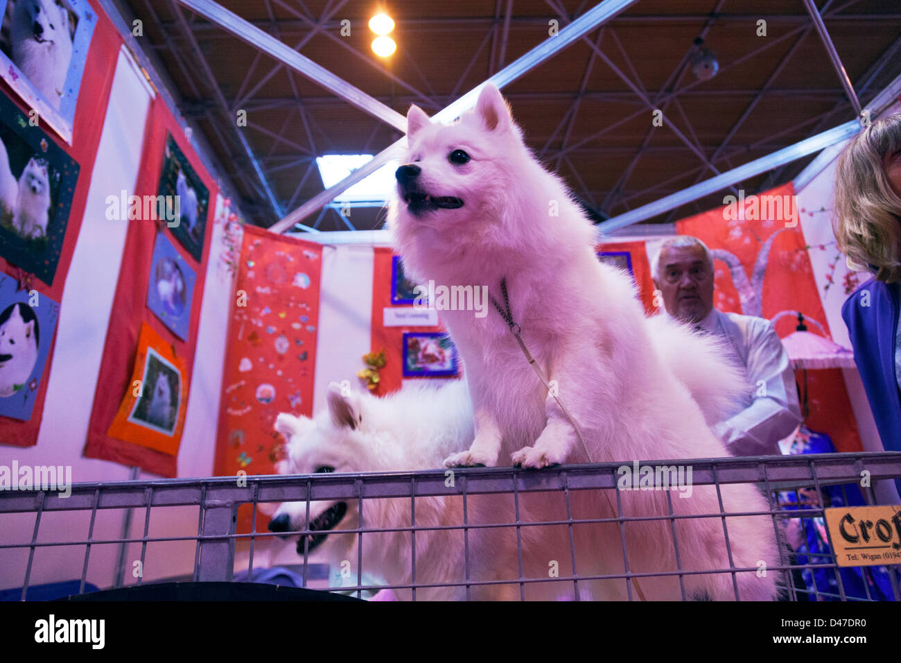 Birmingham, UK. 7th March 2013. Crufts 2013 dog show in NEC national