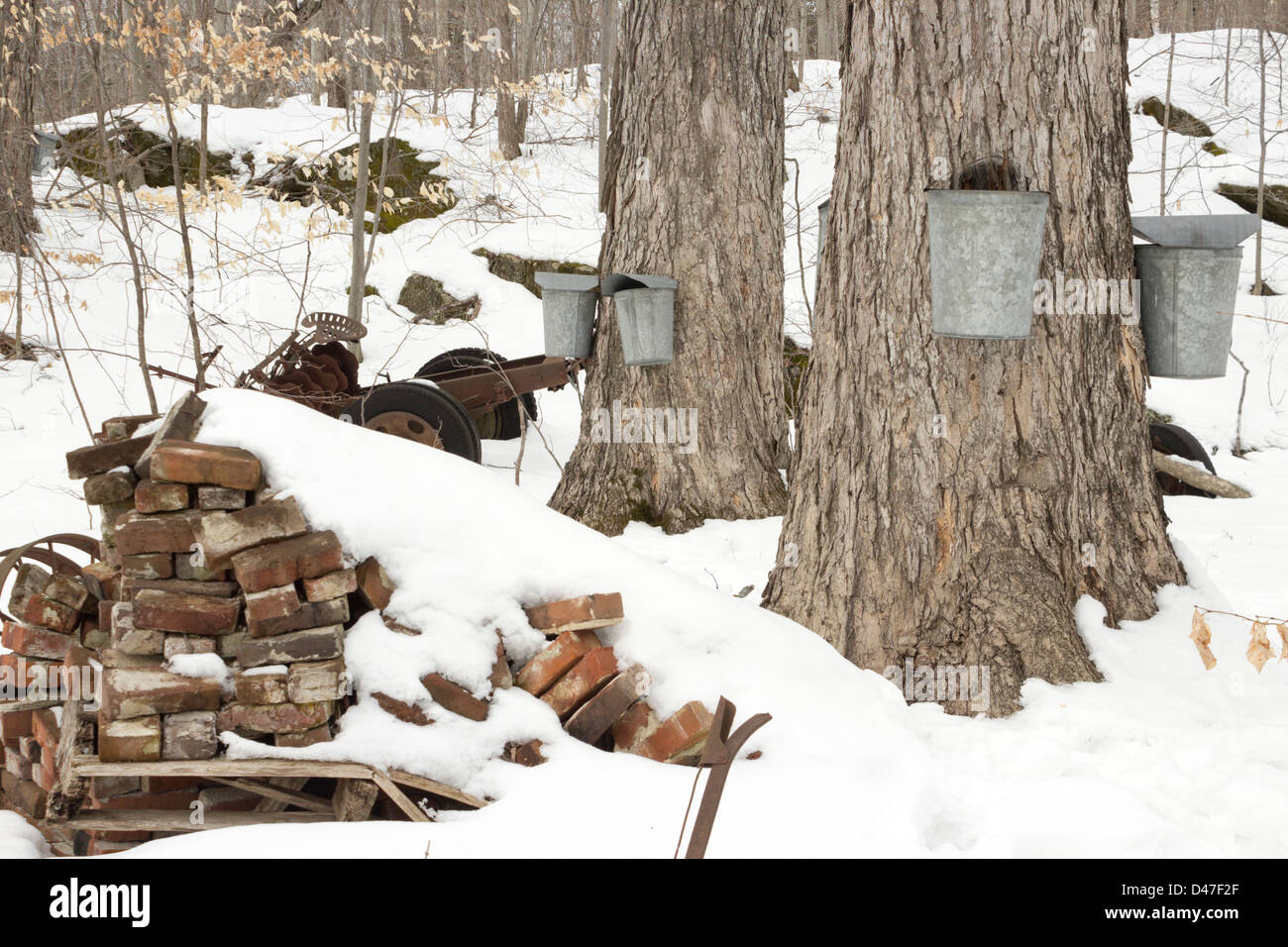 Sap buckets for maple syrup production, Springfield, Vermont, USA Stock