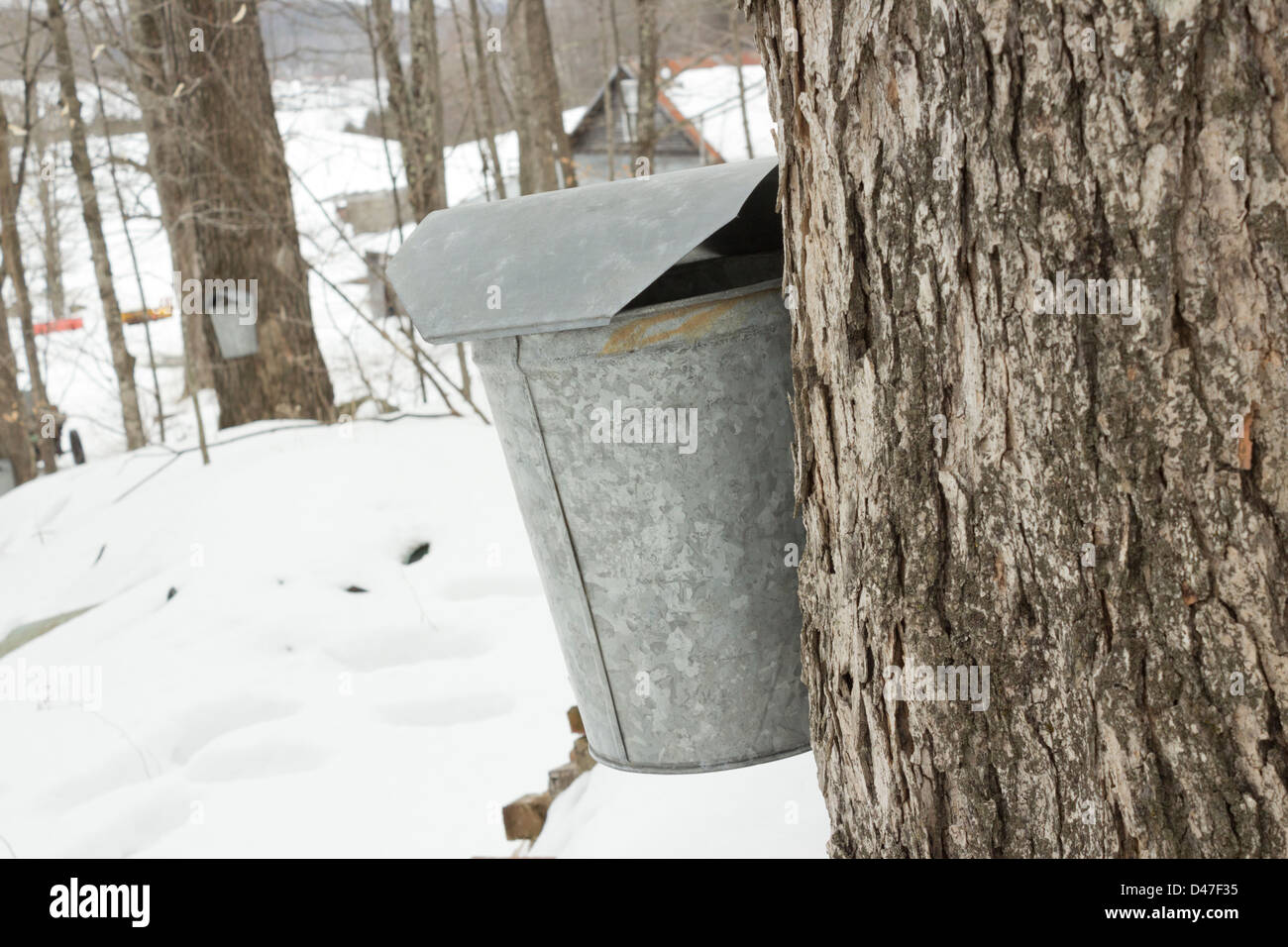 Sap buckets for maple syrup production, Springfield, Vermont, USA Stock Photo Alamy
