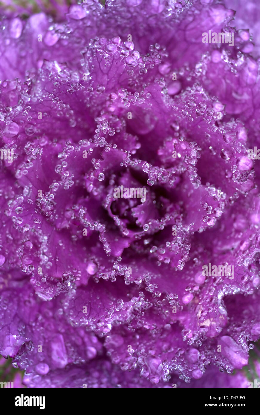 Dew drops on ornamental purple cabbage Stock Photo