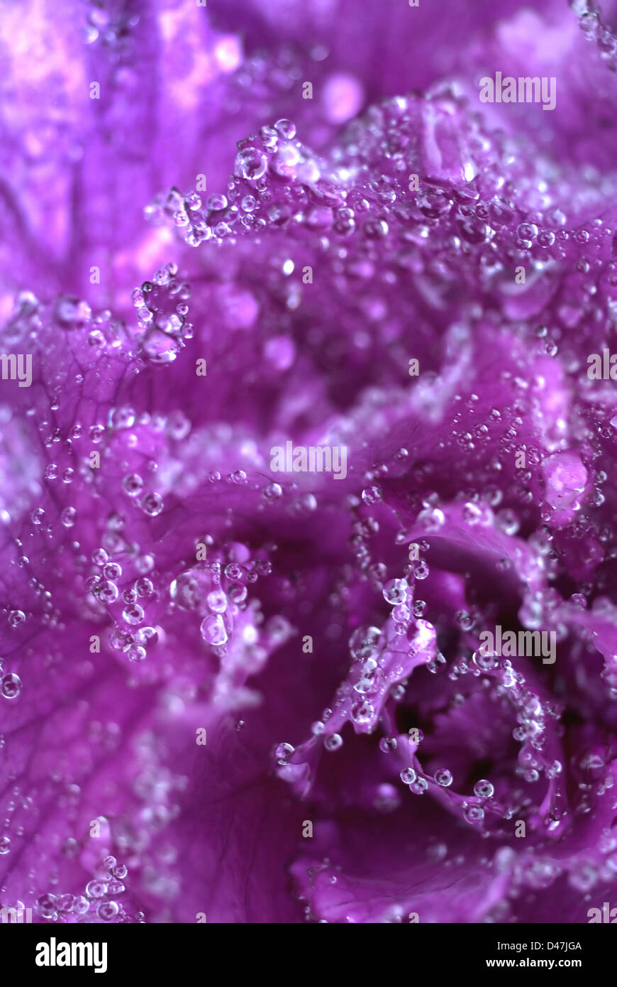 Dew drops on ornamental purple cabbage Stock Photo